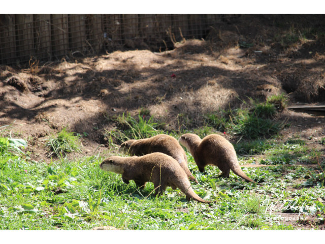 Short Claw Otter 004