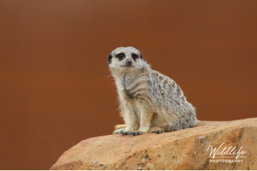 Meerkat - Bored!