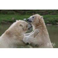 Polar Bear - Fighting