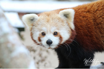 Red Panda - Pure Panda