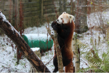 Red Panda - Reaching up