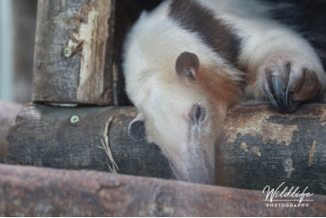 Tamandua - Sleeping Tamandua - Sleeping