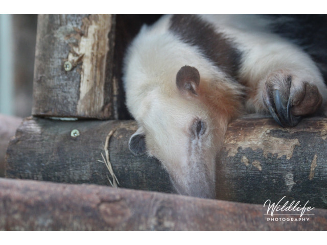 Tamandua 001